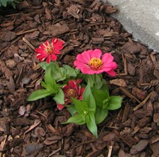 Pink flower 2024 Pink flower 2024