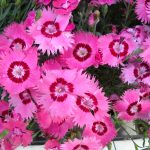 Pretty Pinks 5-2019 Pretty Pinks 5-2019
